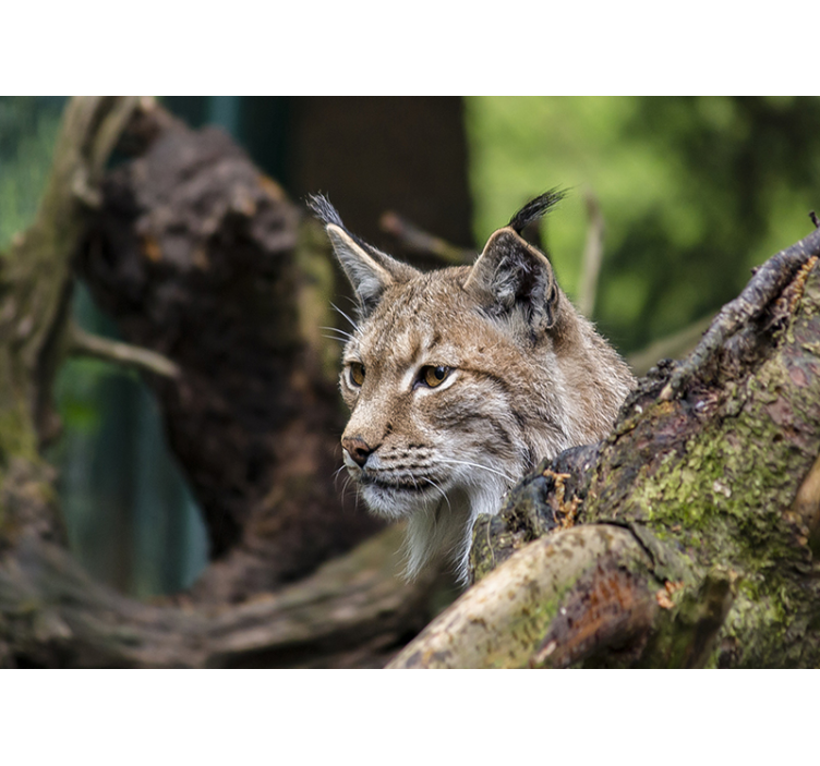 Linx in the wood fototapet - Tenstickers