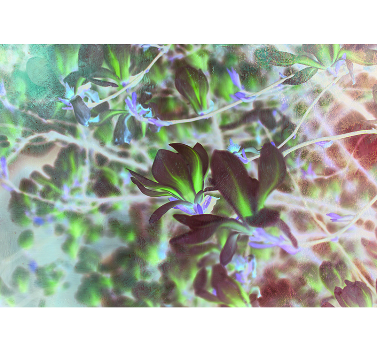 Magnoliablomsteksplosjon fototapet orkideer - Tenstickers