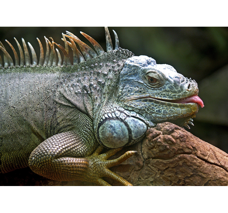 Iguana fototapet dyr - Tenstickers