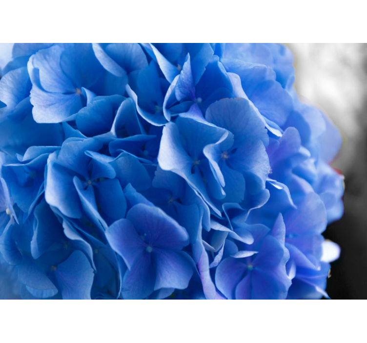 Blå hortensia blomster fototapet - Tenstickers