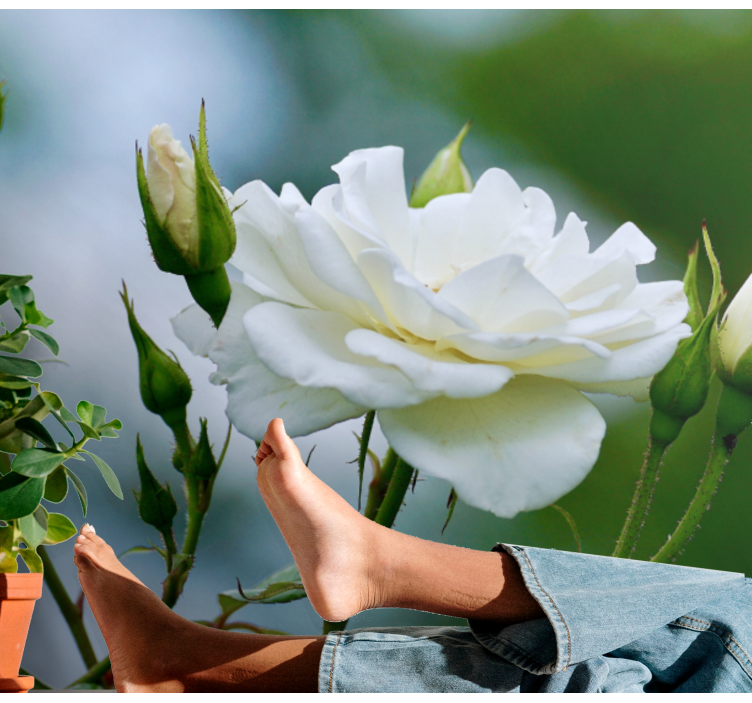 Elegant hvit rose fototapet blomster - Tenstickers