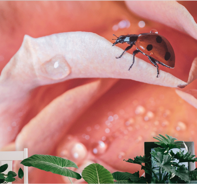 Fototapet blomster marihøne på blomstblad - Tenstickers