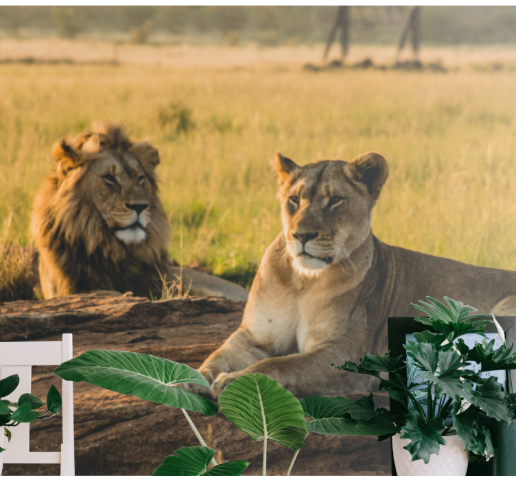 Fototapet løve majestetisk løvepar - Tenstickers