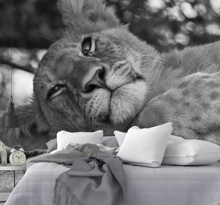 Fototapet løve majestetisk og avslappende - Tenstickers