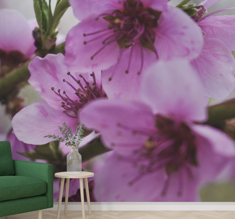 Fototapet valmue strålende rosa blomster - Tenstickers