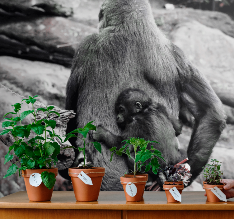 Mor og babygorilla fototapet dyr - Tenstickers