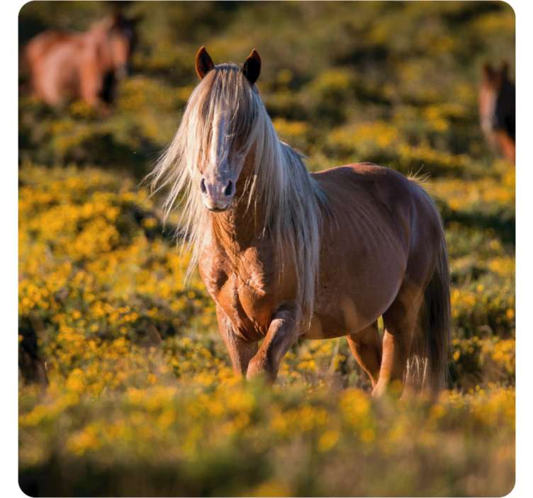 Underlag moderne majestetisk hest i marken - Tenstickers
