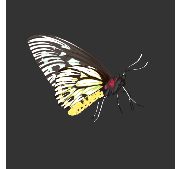 Fargerik sommerfuglkunst underlag nerdete - Tenstickers