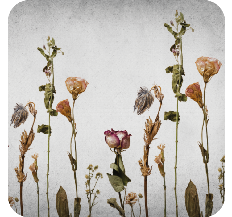 Tørre planter i skandinavisk stil underlag moderne - Tenstickers