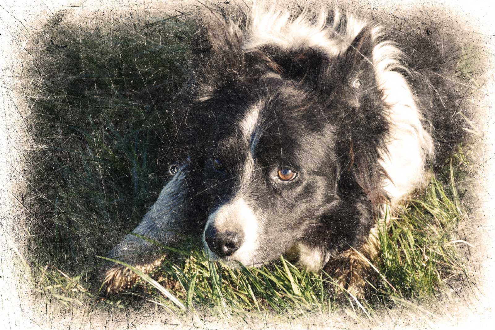 Tilpasset vintage effekt dyreplakate - Tenstickers