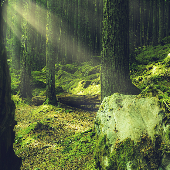 Plakate stue steiner med mose i skogen - Tenstickers