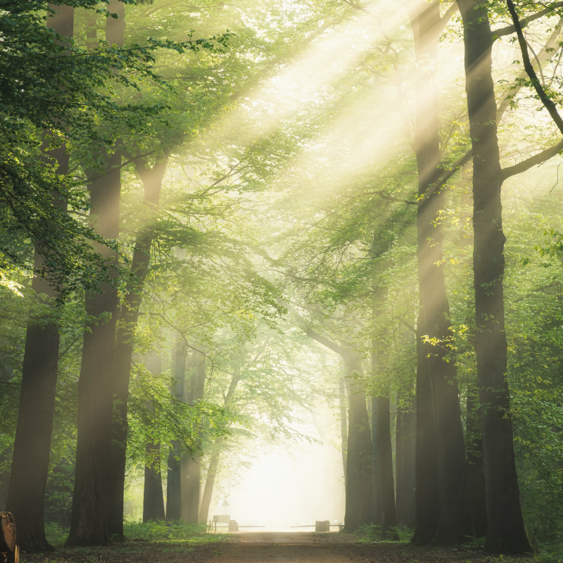 Plakate stue solfylt grønn skog - Tenstickers