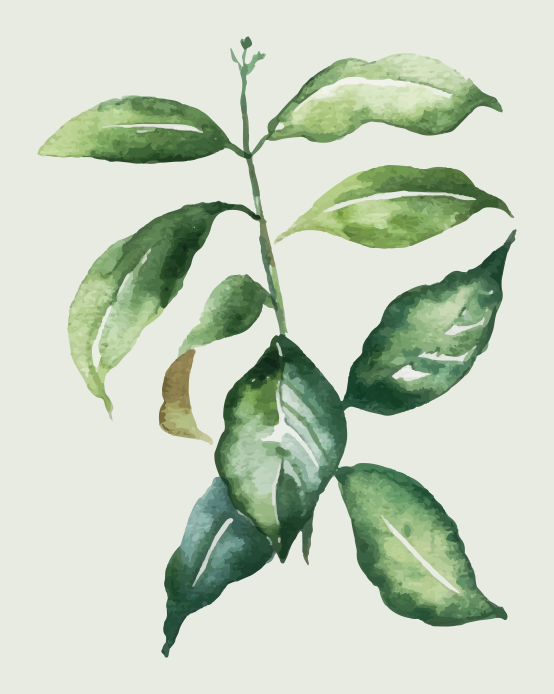 Planteplakat lime palmeblad - Tenstickers