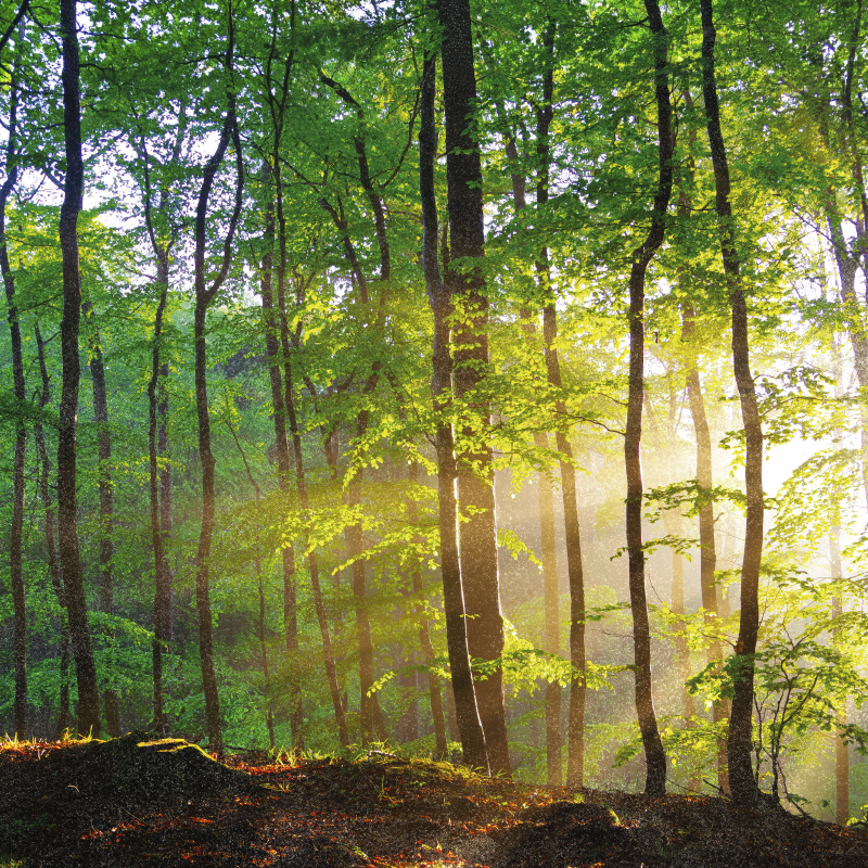 Tre plakat naturlig lys i skogen - Tenstickers