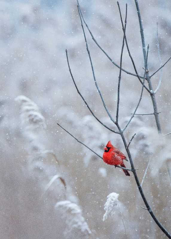 Plakattrykk for julefugler - Tenstickers