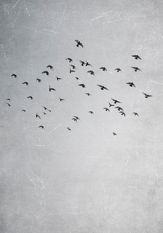 Fugler som flyr dyreplakate - Tenstickers