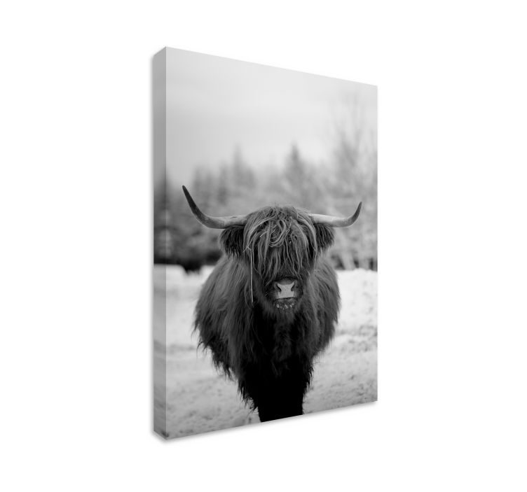 Highland cow animal canvas print - Tenstickers