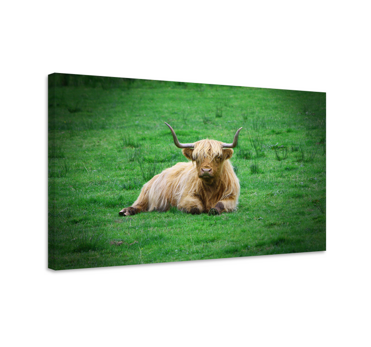 Dyr lerretsbilde highland cow hviler - Tenstickers
