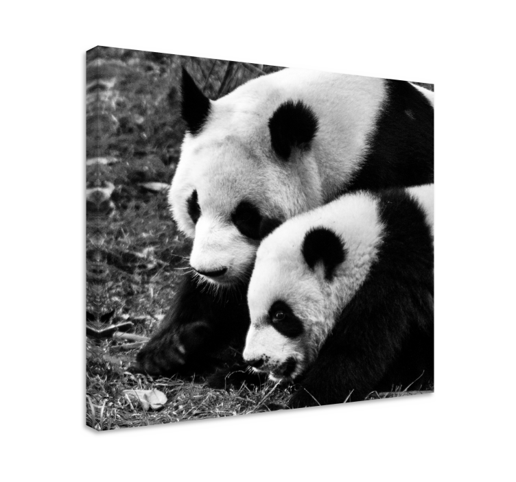 Dyr lerretsbilde panda par klem - Tenstickers