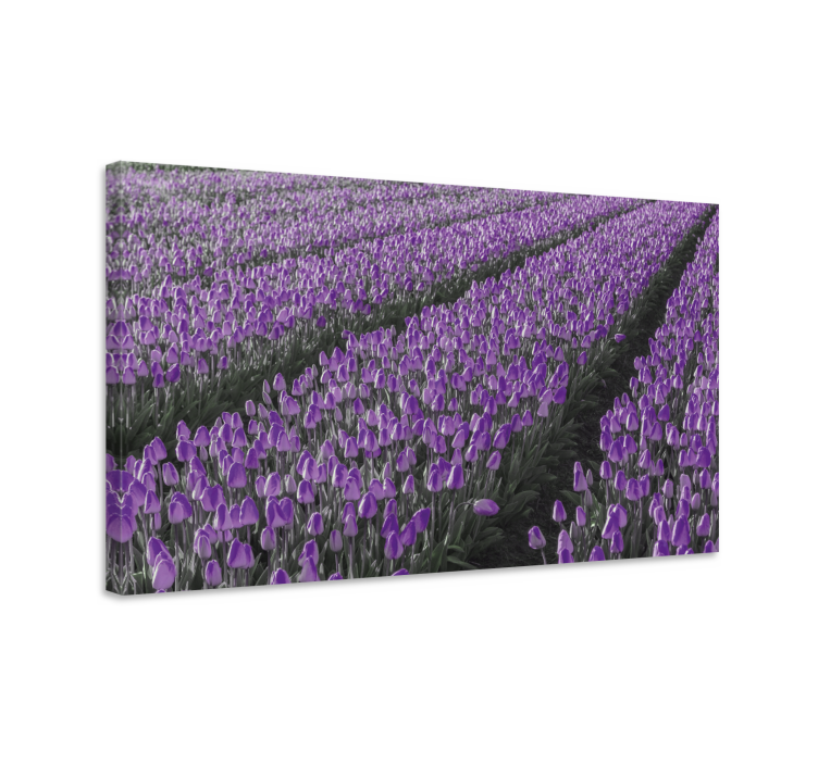 Blomst lerretsbilde lilla tulipanfelt - Tenstickers