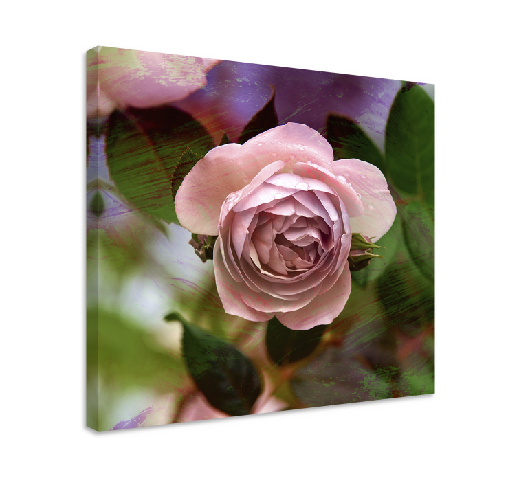 Blomst lerretsbilde rosa roseblomst - Tenstickers
