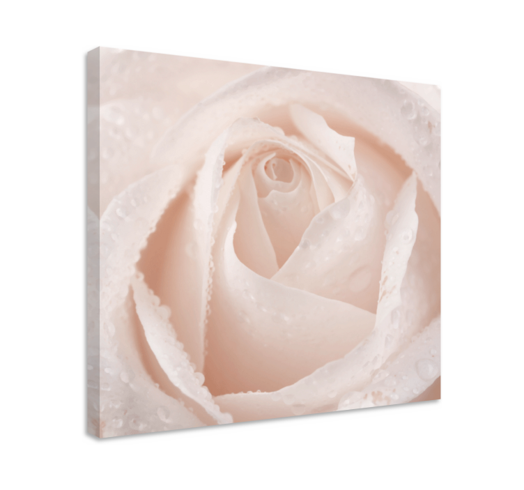 Blomst lerretsbilde elegant roseblomst - Tenstickers