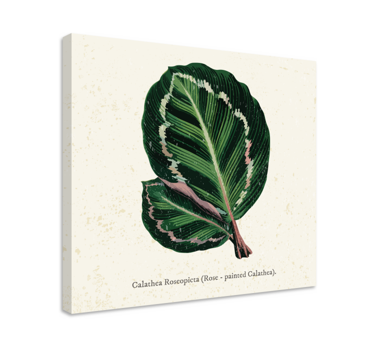 Calathea blad illustrasjon Lerretsbilde planter - Tenstickers