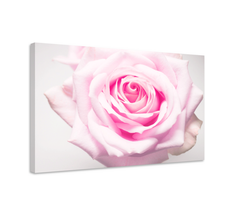 Blush rose bloom blomst lerretsbilde - Tenstickers