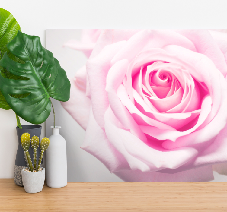 Blush rose bloom blomst lerretsbilde - Tenstickers