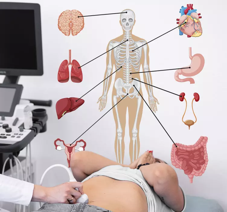 Medisinsk infografikk veggoverføringsbilde - Tenstickers