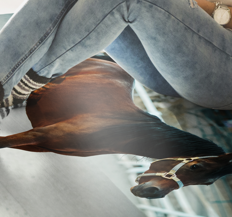 Dyr brun hest vinyl teppe - Tenstickers