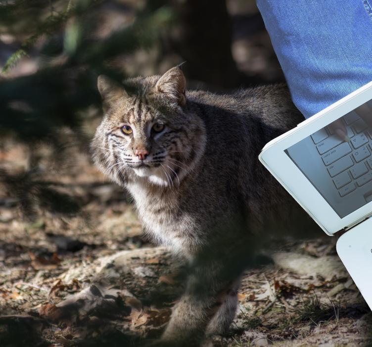 Villkattdyr vinyl teppe - Tenstickers