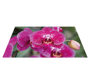 Lilla orkide nærbilde blomsterteppe - Tenstickers
