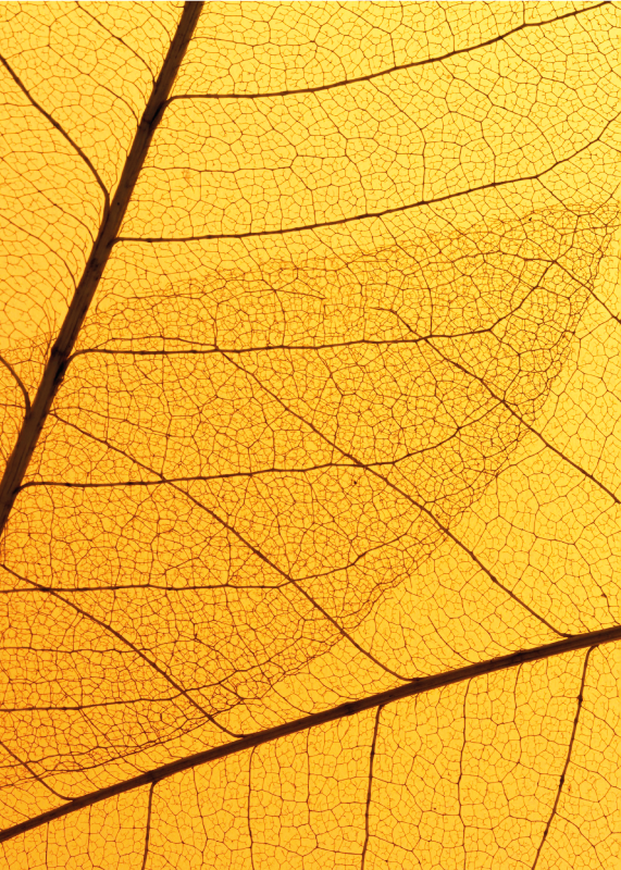 Botanisk bladdesign vinyl teppe gul - Tenstickers