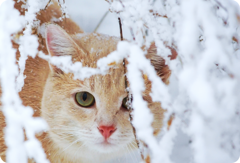 Vinyl teppe dyr katt med stalaktitt - Tenstickers