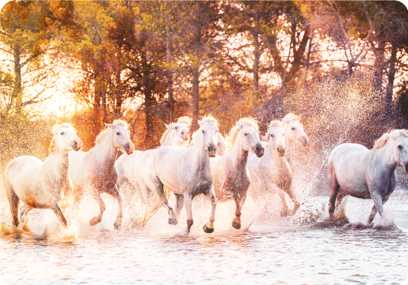 Vinyl teppe dyr ville hester varm solnedgang - Tenstickers