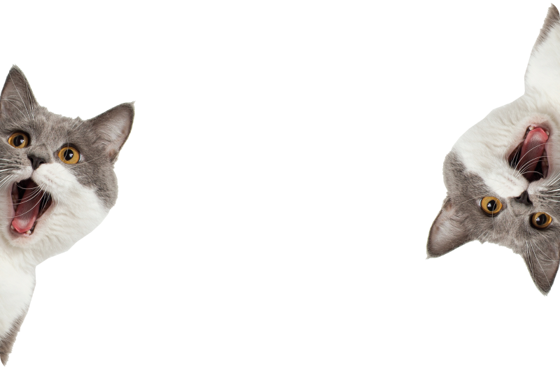 Vinyl teppe dyr katt som sniker seg på hvit bakgrunn - Tenstickers