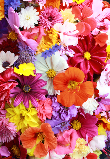 Mange fargerike blomster vinyl teppe blomster og planter - Tenstickers