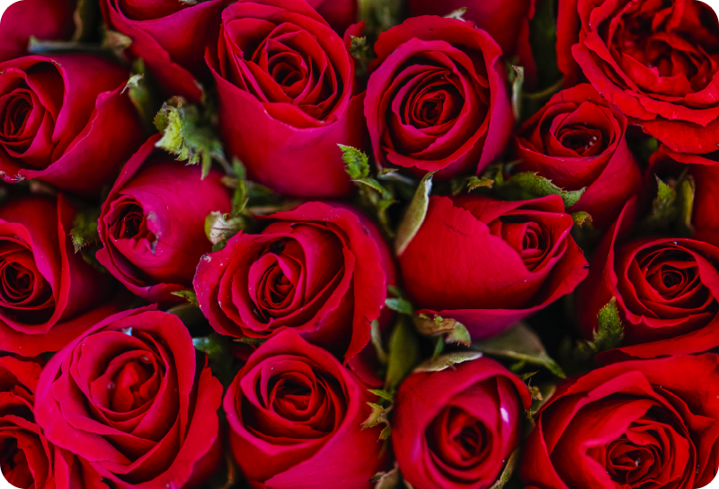 Rødt blomsterdesign vinyl teppe blomster og planter - Tenstickers