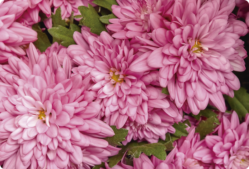 Vinyl teppe blomster og planter rosa blomster vår - Tenstickers
