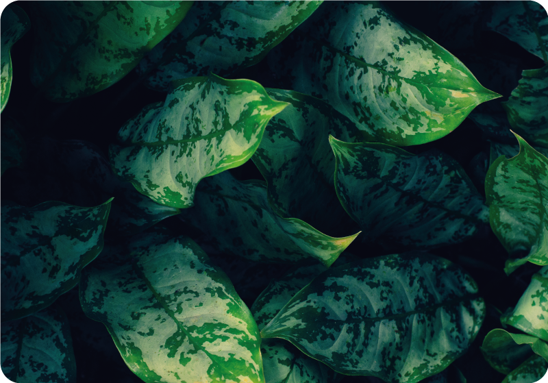 Maranta blader vinyl teppe blomster og planter - Tenstickers