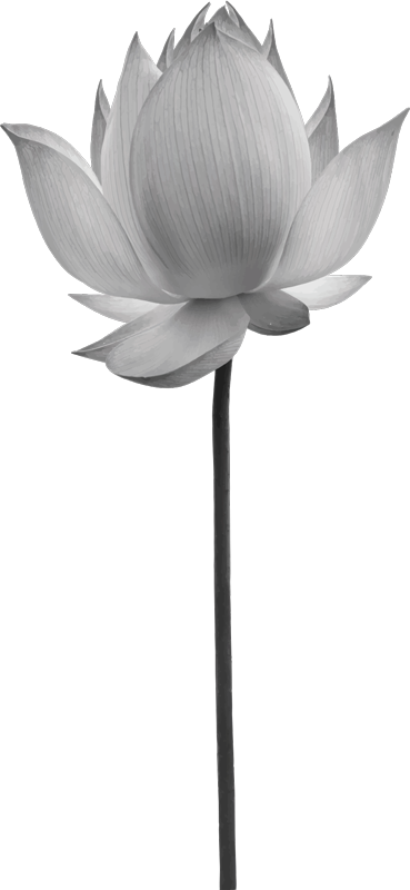 Vinyl teppe soverom lotus ensom blomst - Tenstickers