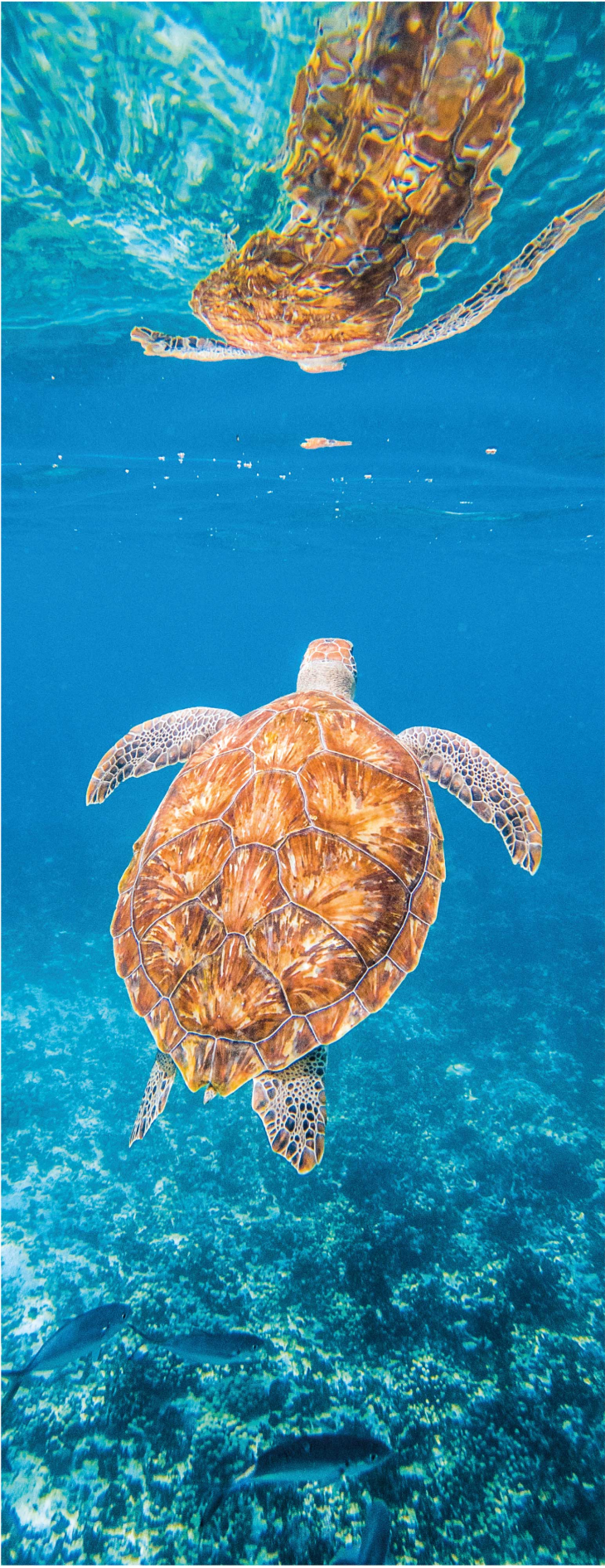 Bad vinyl teppe vakker skilpadde under vann - Tenstickers