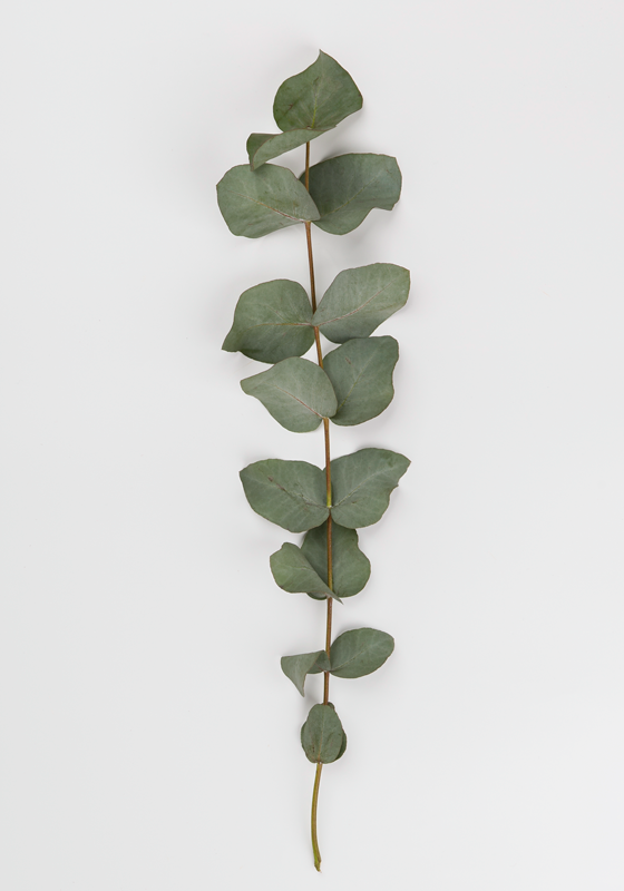 Vinyl teppe blomster og planter eukalyptusblader - Tenstickers