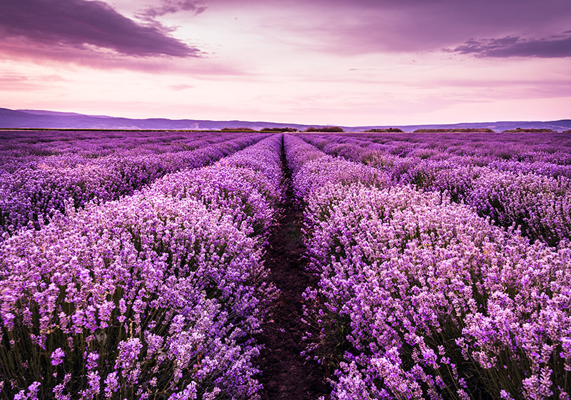 Vinyl teppe lilla lavendelblomster i provence - Tenstickers