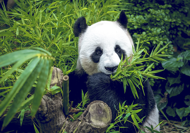Vinyl teppe grønn panda søt - Tenstickers