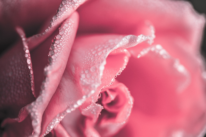 Fantastisk rosa rose vinylteppe til spisestue - Tenstickers