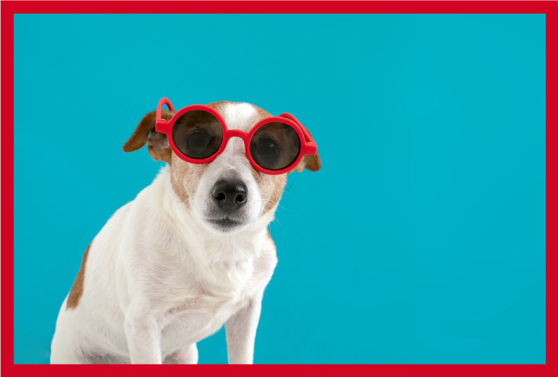 Elegant hundeportrett vinyl teppe dyr - Tenstickers