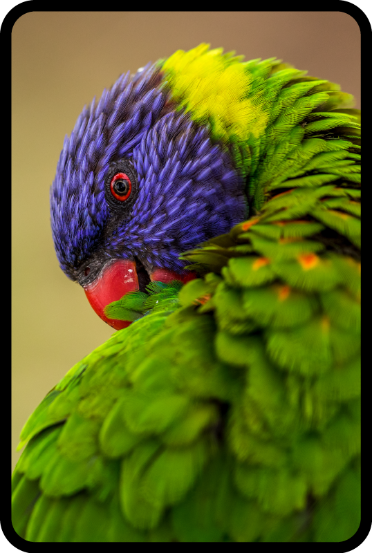 Regnbue papegøye dyreteppe - Tenstickers