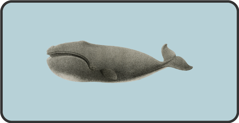 Gammel hval vinyl teppe dyr - Tenstickers